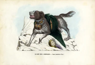 Hunde, 1863-79